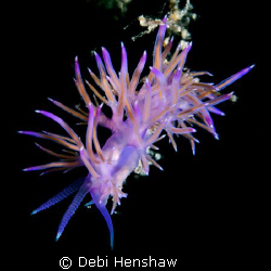 Who says the Med is Dead. I found this fantastic Flabelli... by Debi Henshaw 